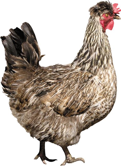 Collection of PNG HD Of Chickens. | PlusPNG png image