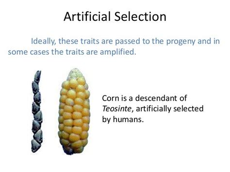 08 Evidence Of Evolution Artificial Selection