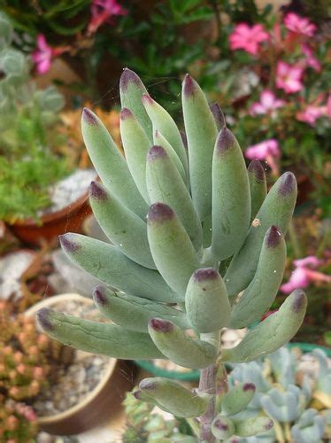 We did not find results for: 17 Best images about Cotyledon on Pinterest | Bear claws ...