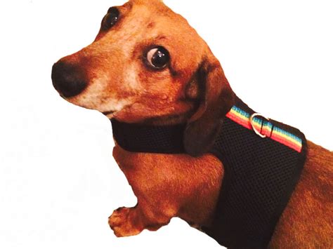 Dachshund Dog Bespoke Harness Black Mesh Easy Walk Harness
