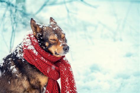 How To Keep Pets And Livestock Safe When Temperatures Get Dangerously Cold