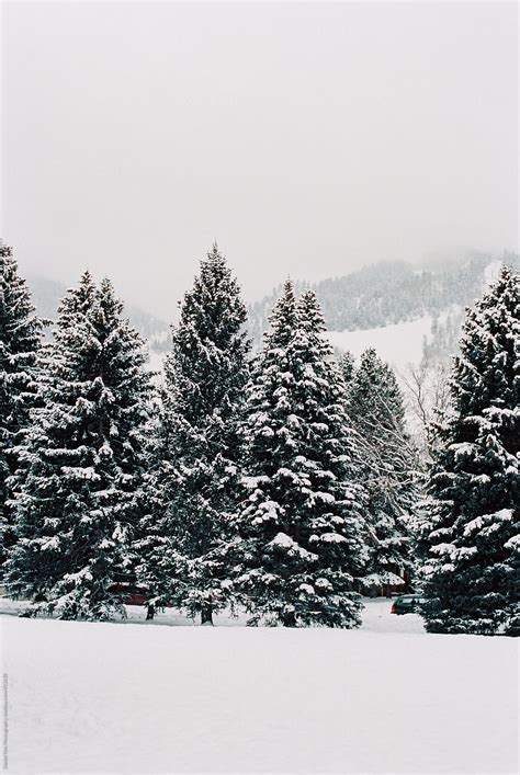 Landscape Of Snowy Pine Trees Stocksy United