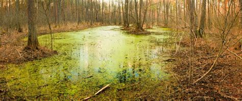 Wild Bog Swamp Stock Photo Image Of Swamp Area Russia 37034234