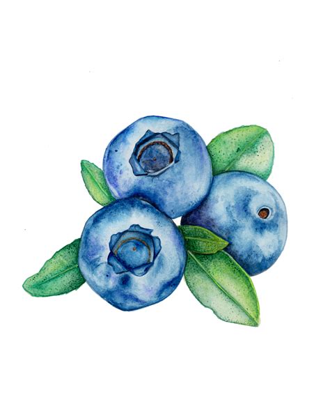 Blueberry Illustration Food Art Painting Watercolor Art Lessons