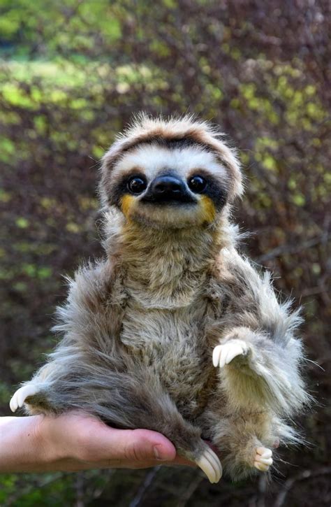 Sloth Cute Baby Sloths Cute Sloth Pictures Baby Animals Pictures