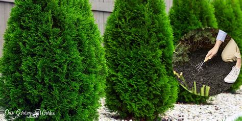 10 Best Fertilizers For Arborvitae Reviews And Tips In 2023