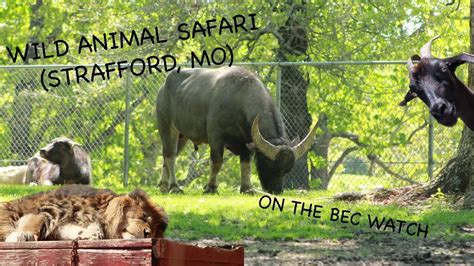 Bec Watch Entries 17 Wild Animal Safaristrafford Mo Youtube