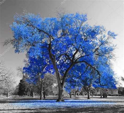 Top 104 Pictures Trees Photos Photo Stock Latest