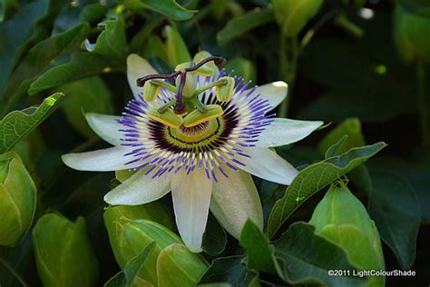 Light Colour Shade Blue Passion Flower Passiflora Caerulea