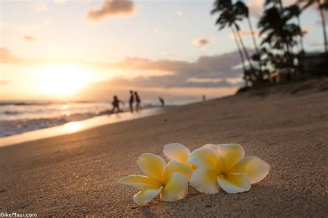 Plumeria Flower Maui Plant Of The Month