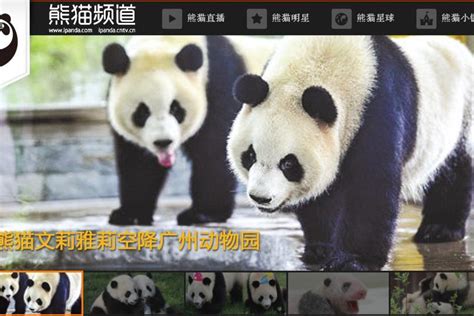 Watch Chengdu Pandas Live In Glorious Hd South China Morning Post