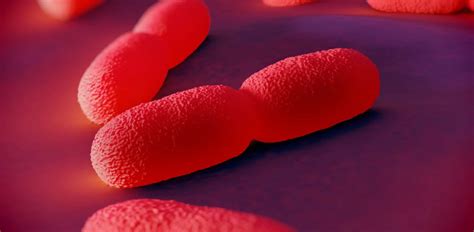 Listeria monocytogenes is a bacterium infectious to humans and causes the illness listeriosis. Listeria monocytogenes: An Elusive and Continuing Threat ...