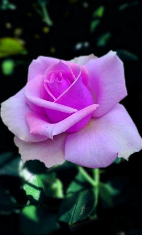 Pin By My Anh On 1 A File General Beautiful Rose Flowers Beautiful