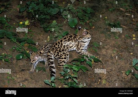 Margay Cub Not Domestic Hi Res Stock Photography And Images Alamy