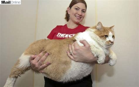 Críticas E Falatório Com 18 Quilos Gato é Considerado O Mais Gordo Do