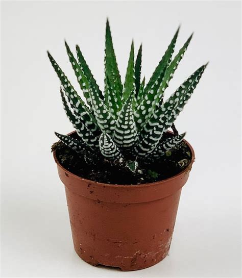 Haworthia Big Band Succulent Houseplant 3 Sizes Etsy UK