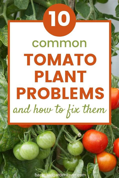 Common Tomato Plant Problems And How To Fix Them Artofit