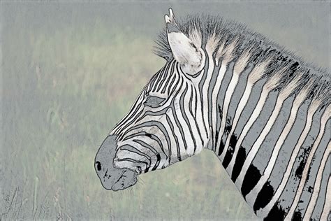 Sketch Image Of Zebra Head Free Stock Photo Public Domain Pictures