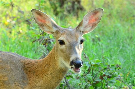 Female White Tailed Deer Odocoileus Virginianus Please L Flickr