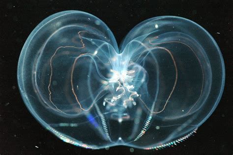 Deep Sea Animals Deep Sea Creatures Jellyfish Species
