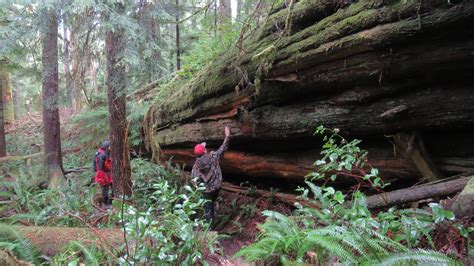 Cheewhat Cedar Tree Vancouver Island Bc