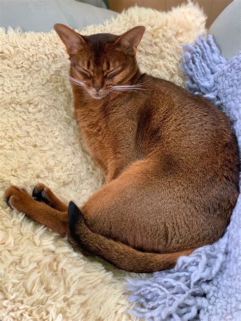 Cozy cat by Betsey · 365 Project