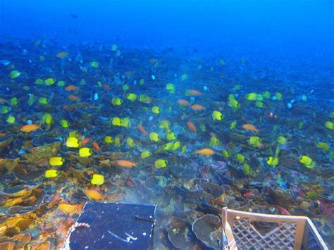 Twilight Zone Coral Reefs Revealed In Hawaii Live Science