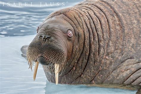 Pin By Austin Pinckney On Mammal Walrus Mammals Wildlife