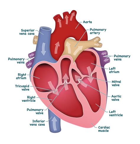 Human Heart Drawing Labeled