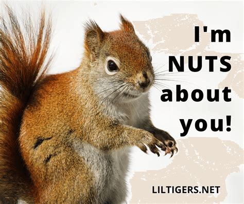 Funny Squirrel Pictures With Captions