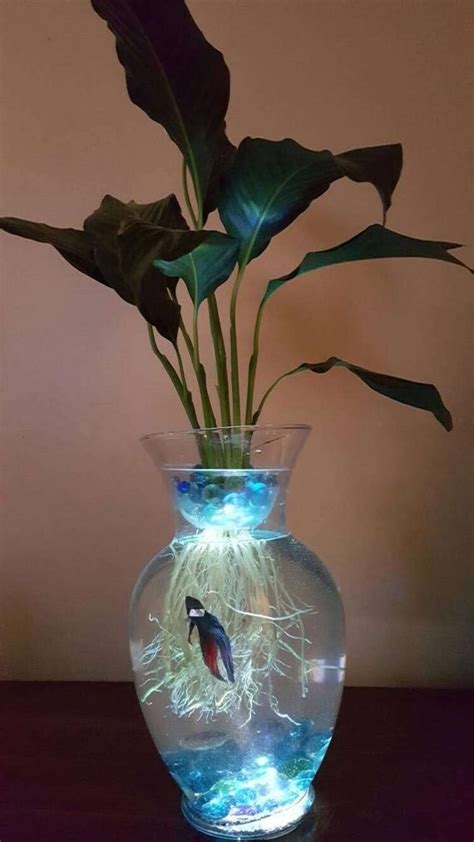 This Beta Fish Tank With Live Peace Lily Lighted Symbiotic And Is Just