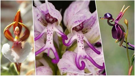 Hanging Naked Man Orchid Is Not Fake Photos Of This Flower Got Twitterati Talking About