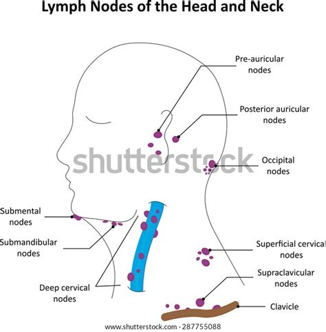 Lymph Nodes Map Neck