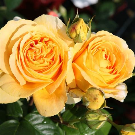 Yonkers sunday night candlelight location temporarily closed. Rose Candlelight online kaufen | Rosen Tantau | Rosen ...