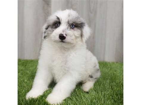 Mini Aussiedoodle Dog Male Blue Merle 3349695 My Next Puppy