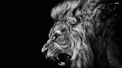 Black Lion Wallpaper 4k Lion Hd Wallpaper Black And White Lion Lion