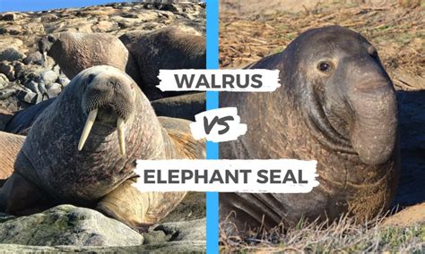 Walrus vs Elephant Seal