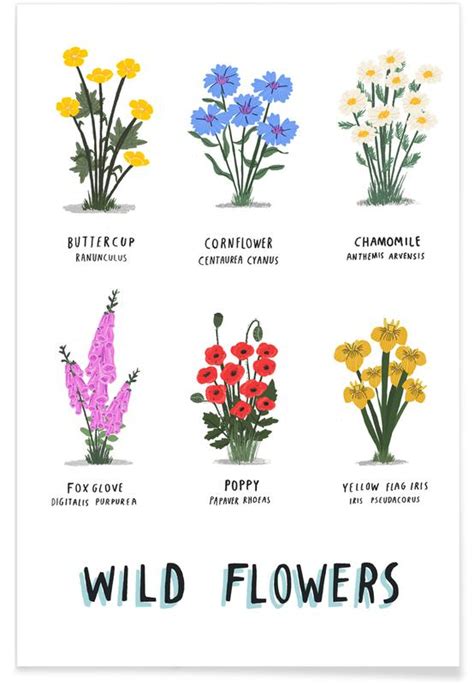 Wild Flowers As Premium Poster By Alex Foster Juniqe