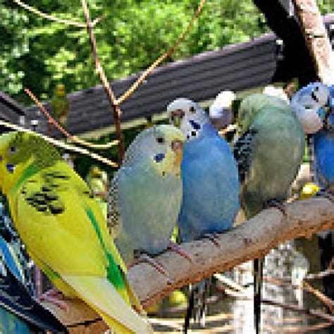 How To Care For Your Pet Budgie Pethelpful