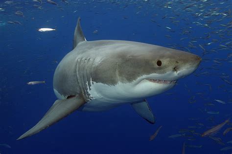 Красивая акула 20 фото 🔥