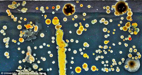 Scientists Reveal Thousands Of Bacteria Colonies Growing On Coins And