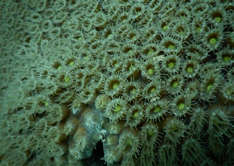 Healthy Coral Polyps Smithsonian Ocean