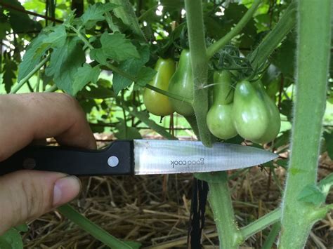 Pruning Tomatoes For Maximum Yield Cultiver Des Tomates Jardinage