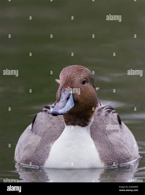 Northern Pintail Duck Hi Res Stock Photography And Images Alamy