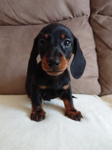 Adopt dachshund dogs in south carolina. dachshund puppies For Adoption Offer
