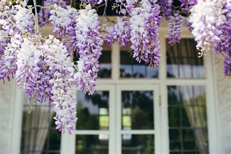 Are Wisteria Plants Poisonous To Dogs And Cats