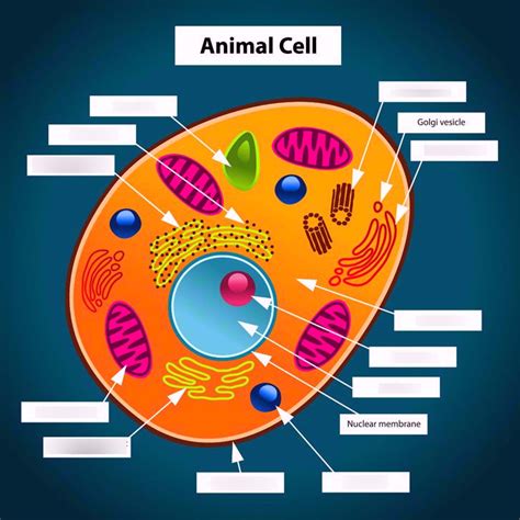 Parts Of An Animal Cell Diagram Diagram Quizlet