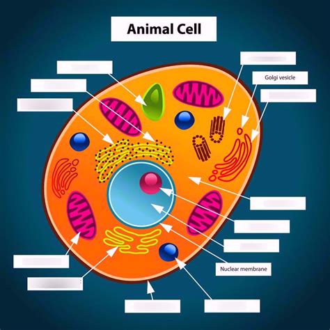 Labeled diagram of a typical animal cell. All Parts Of An Animal Cell And What They Do - Animal West