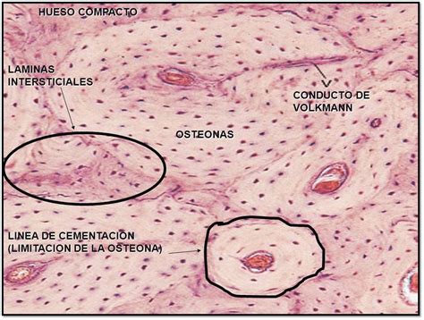Histoembriologia Embriologia E Histologia Del Sistema Circulatorio