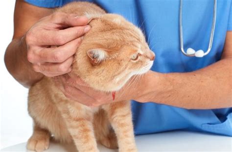 The 11 Common Ear Problems In Cats Signs And Types